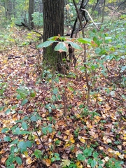 Aesculus hippocastanum