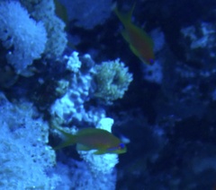 Pseudanthias squamipinnis