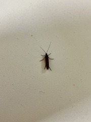 Limnephilus auricula