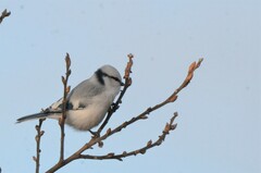 Cyanistes cyanus