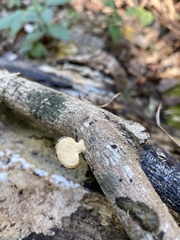 Mycorrhaphium adustum