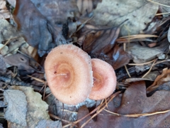 Lactarius torminosus