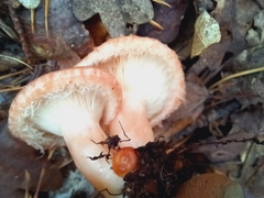 Lactarius torminosus