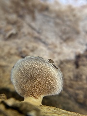 Mycorrhaphium adustum