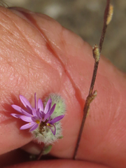 Lessingia leptoclada