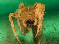 Araneus diadematus