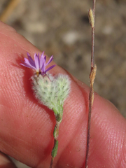 Lessingia leptoclada