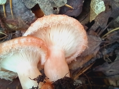 Lactarius torminosus