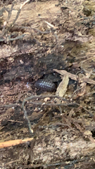 Armadillidium nasatum