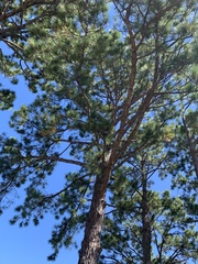 Pinus echinata