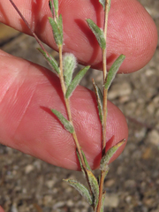 Lessingia leptoclada