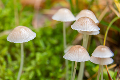Mycena filopes