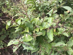 Ligustrum ovalifolium