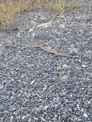 Crotalus oreganus