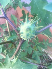 Datura quercifolia
