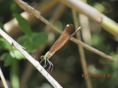 Calopteryx haemorrhoidalis