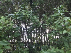 Ligustrum ovalifolium