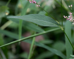 Persicaria cespitosum