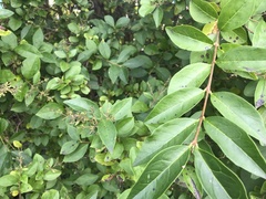 Ligustrum ovalifolium