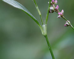 Persicaria cespitosum