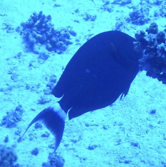 Acanthurus gahhm