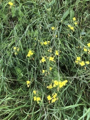 Diplotaxis tenuifolia