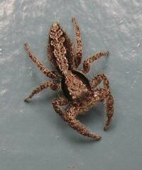 Platycryptus californicus