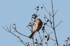 Carpodacus sibiricus