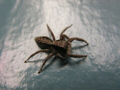 Platycryptus californicus