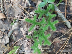 Lycopodium clavatum