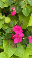 Impatiens walleriana