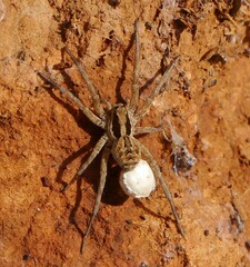 Hogna balearica