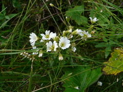 Cerastium beeringianum