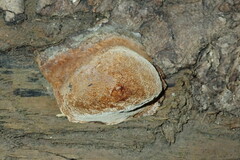 Fomitiporia hartigii