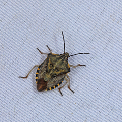 Carpocoris pudicus
