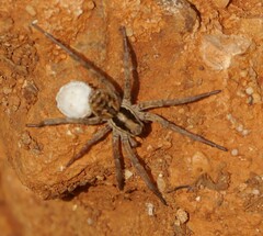 Hogna balearica