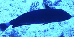 Acanthurus gahhm