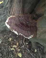 Ganoderma lucidum