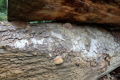 Fomitiporia hartigii