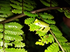 Espadarana prosoblepon