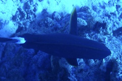 Acanthurus gahhm