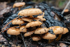 Pholiota highlandensis