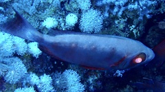 Priacanthus hamrur