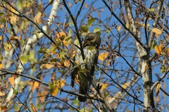 Turdus atrogularis
