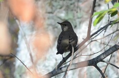 Turdus atrogularis
