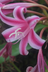 Crinum stuhlmannii delagoense