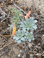 Camissoniopsis cheiranthifolia