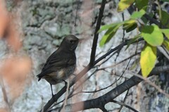 Turdus atrogularis