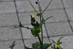 Sonchus oleraceus