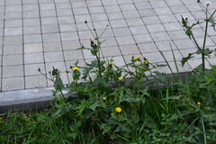 Sonchus oleraceus